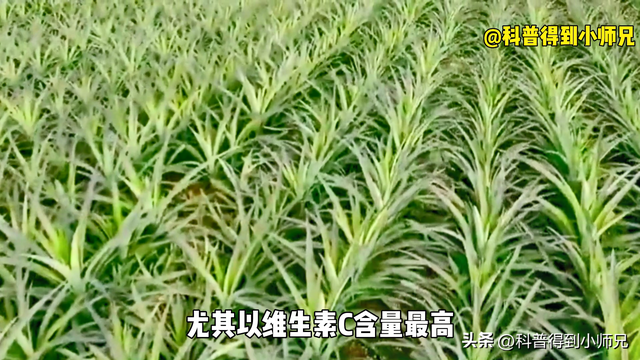 菠萝和凤梨是一样的吗，菠萝和凤梨是一样的吗图片（凤梨还能做罐头）