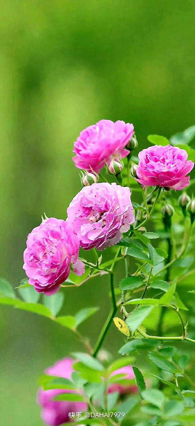 绿色聊天背景图，怎样能把微信聊天背景调成绿色的（绿色背景壁纸，好看的壁纸）