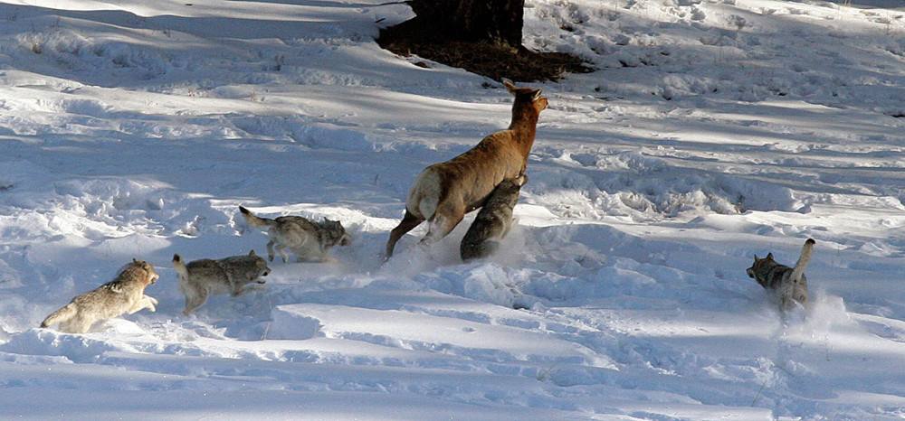 狼群合作狩猎由此可见,狼真的是一种非常聪明且有灵性的生物