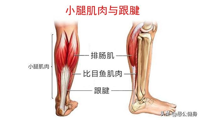 练小腿的方法，练小腿的方法视频（这些方法供你去锻炼）