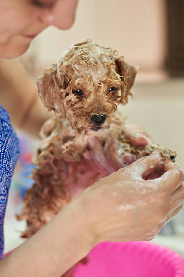 泰迪犬多少天洗澡 泰迪犬多少天能吃东西