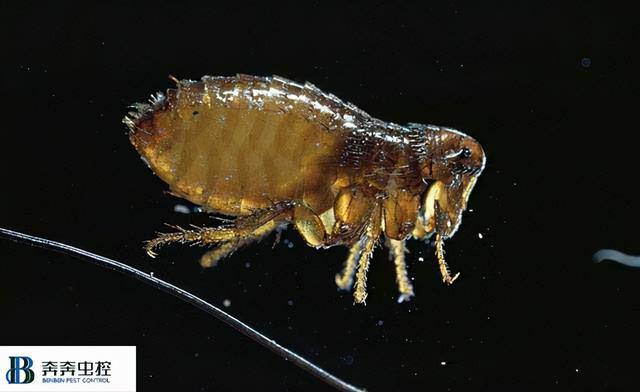 跳蚤最怕什么，民间灭跳蚤最有效的偏方（被跳蚤咬了怎么办）