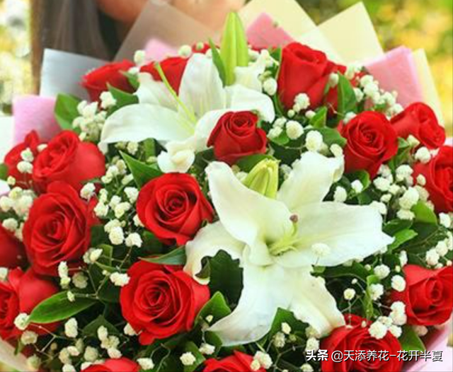 11朵玫瑰代表什么意思，十一朵玫瑰代表什么意思（不同颜色玫瑰花代表含义是什么）