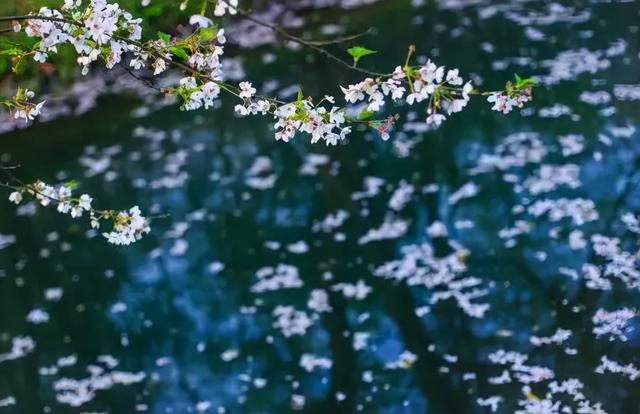 描写樱花的诗句，描写樱花的诗句有哪些（十首落花的诗词）