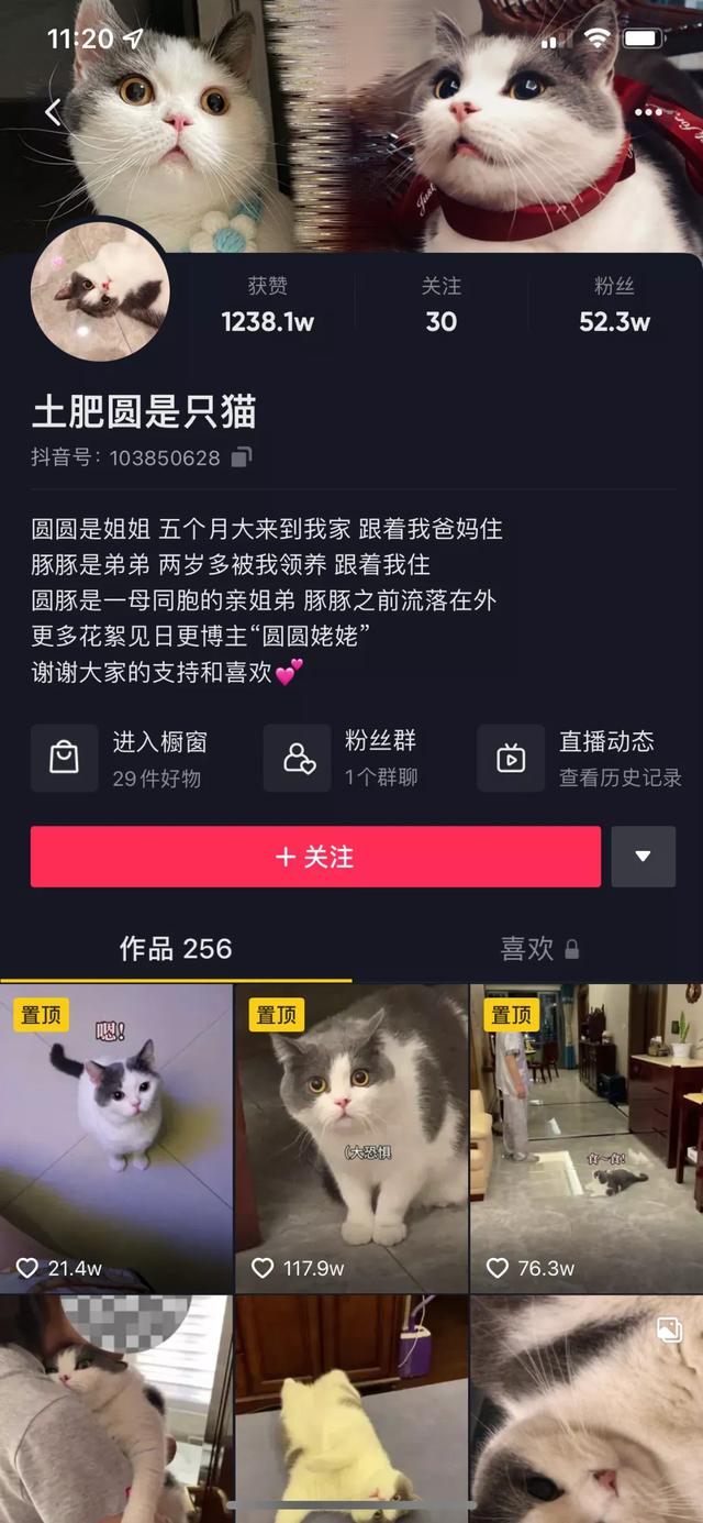 魔法哈奇怎么抓战宠，魔法哈奇怎么抓战宠视频（有一位以治愈系合集为主）