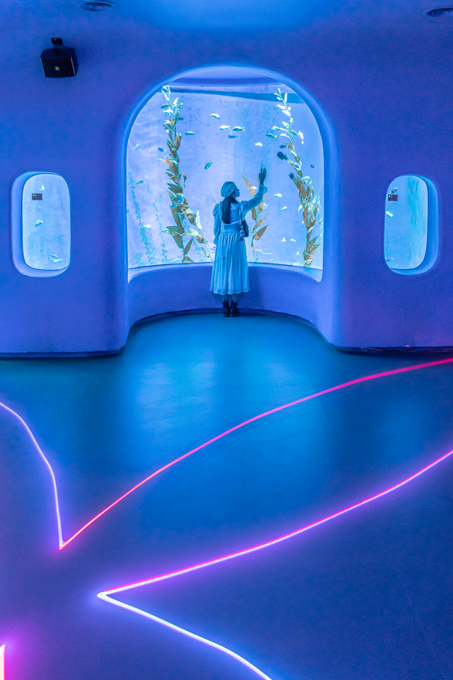 深圳海洋世界攻略，海洋馆、水秀剧场、梦幻巡游…在这里全都有