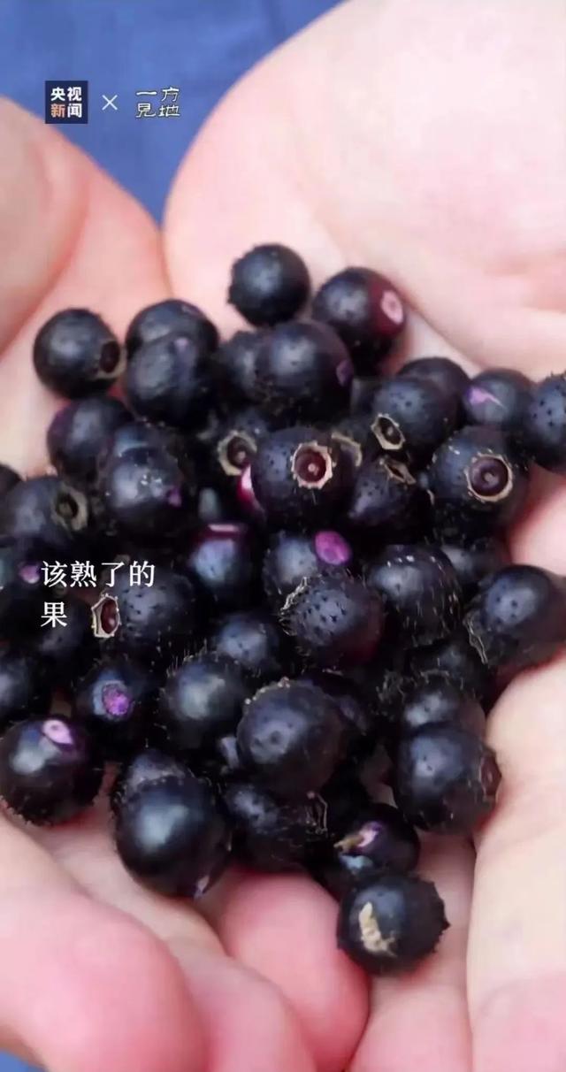 衤字旁的笔顺视频，衣字的笔顺怎么写（白露，露从今夜白，月是故乡明）