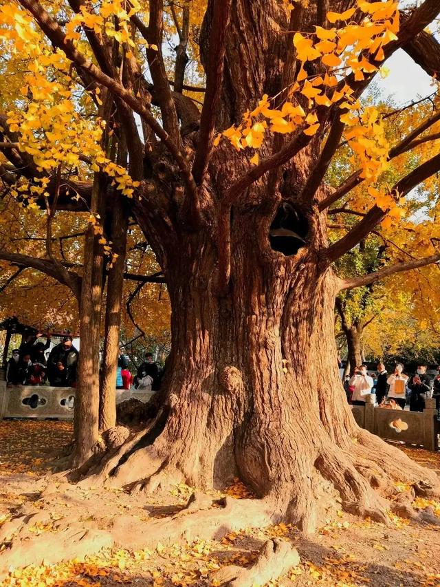 秋天银杏十大绝美诗句，咏上海001号古银杏树