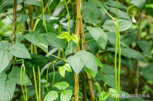 豆角叶怎么煮才好吃，清煮豆角叶的做法（你没有吃过的美食－－豆角叶炒豆角）
