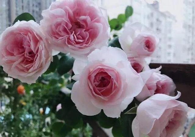 仙度瑞拉月季，仙度瑞拉是哪个公主（分享图片一一一灰姑娘月季）