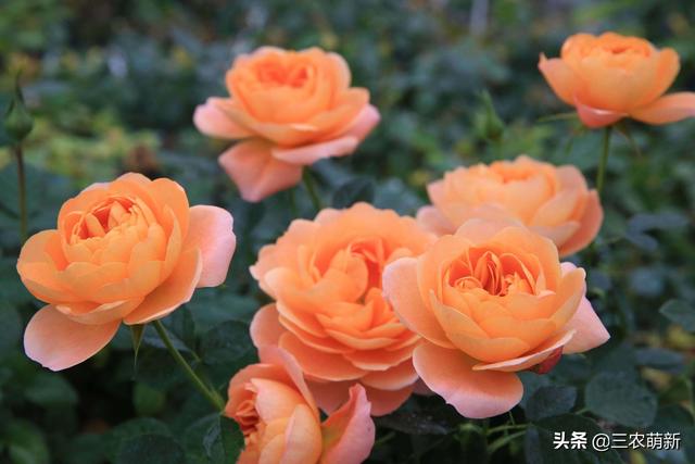 月季花的生长过程，月季从播种到发芽、长叶、开花的全过程（附带图片大全和种植方法）