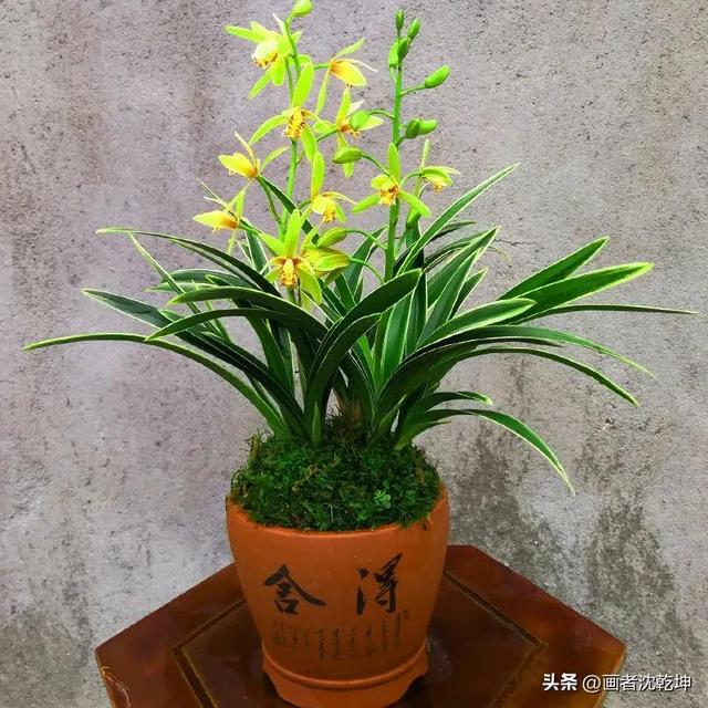 十大最贵最美兰花，绝美兰花50幅