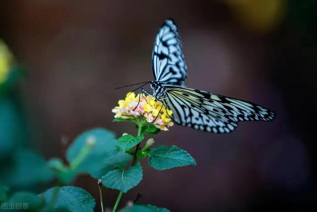 为什么**毛虫会变成蝴蝶呢（毛毛虫究竟是怎么变成蝴蝶）