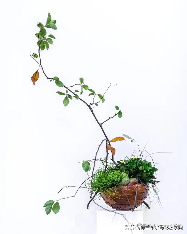怎么挑选木本植物，怎么挑选木本植物盆景（木本花材的使用技巧和处理方法）