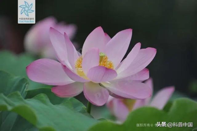 各个省份市花，这种花竟然会“变脸”