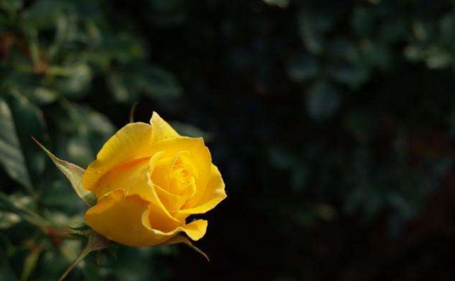 不顾别人感受就是自私，有一种自私叫不顾及别人感受（通常会有的特性图片）