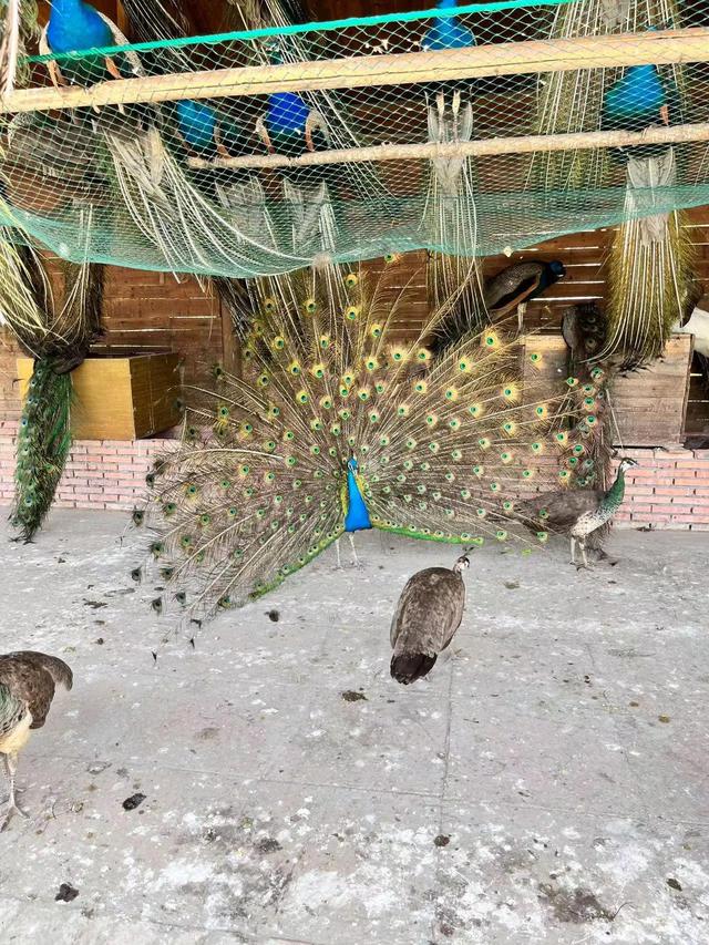 孔雀是不是短尾鸟，孔雀是短尾巴鸟还是长尾巴鸟（最漂亮的鸟-孔雀）