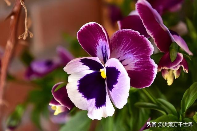 白杜鹃花语，白花杜鹃花语（300种花的寓意和花语）