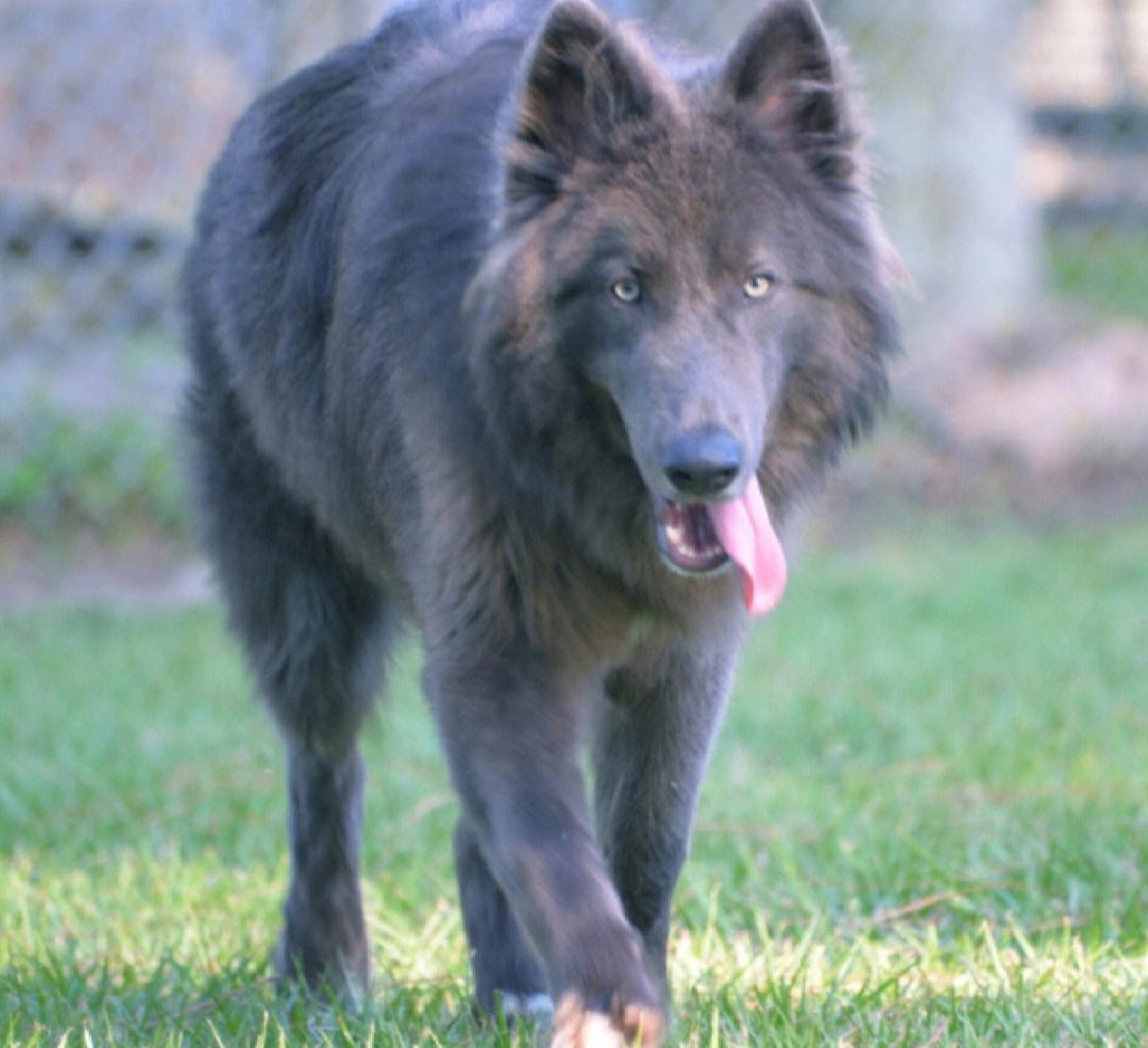 蓝湾牧羊犬的牧羊魅力来源