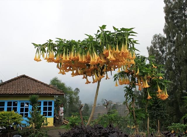 铃兰花有毒吗，铃兰花有毒吗 铃兰花适合放在室内养吗风铃花种植（8种“大毒花”）