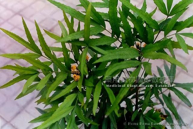 朱良春用药经验集，国医大师朱良春论治“浊瘀痹”经验（一个霸气的中药：十大功劳）