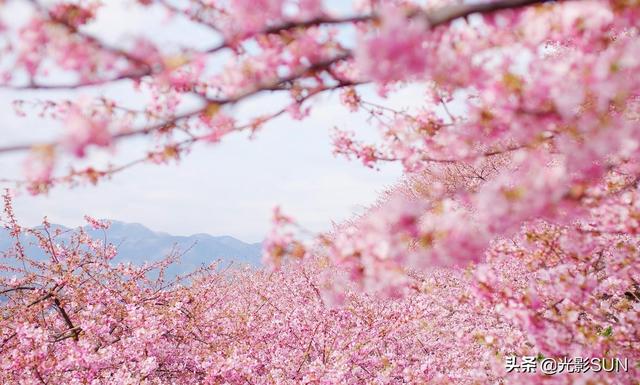 樱花象征着什么，樱花代表的寓意是什么意思（樱花的花语）