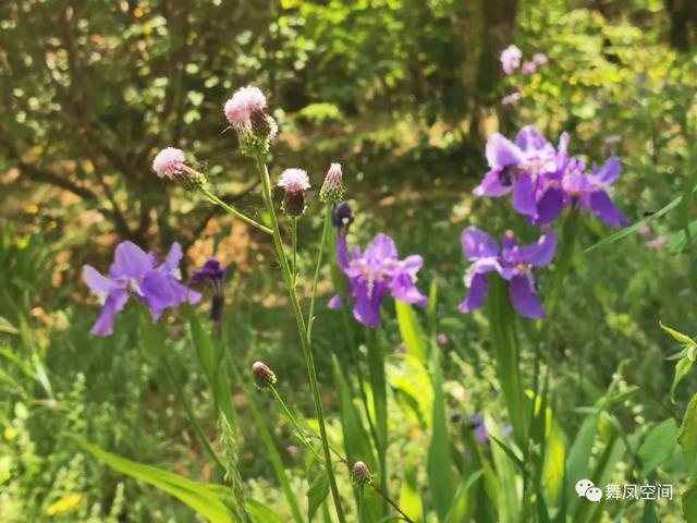 北京西山森林公园，北京西山森林公园登山路线推荐（西山国家森林公园）