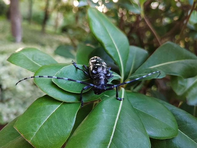 天牛是什么，天牛是什么科目（天牛）