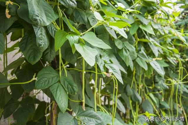 豆角浇水的正确方法，豆角怎么浇水才合适（浇水有四浇、四不浇）