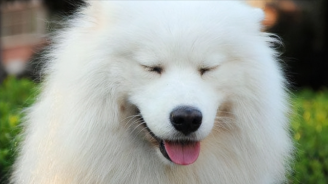 微笑狗是什么，“微笑天使”萨摩耶（微笑狗是什么时候的事啊）