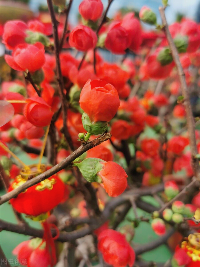 花配什么文案比较好，花配什么文案比较好听（人间最美花相伴）