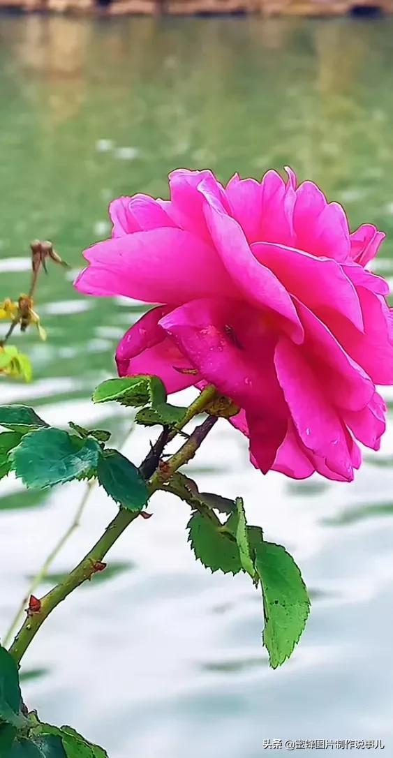 美图，可做壁纸，可以做壁纸的图片 唯美（愿你的生活像花一样灿烂）