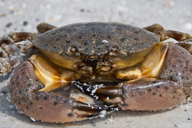 螃蟹的品种有哪些，什么品种的螃蟹（带你认识不同的螃蟹和吃法）