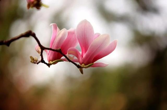 玉兰花几月份开花，玉兰花什么季节开花（玉兰花，了解一下）