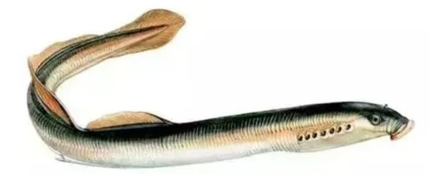 扁担钩子鱼(北大荒知青捕鱼历险记) - 去钓鱼