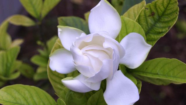 栀子花的养殖方法，栀子花的养殖方法要点（保准你的栀子花养开花）