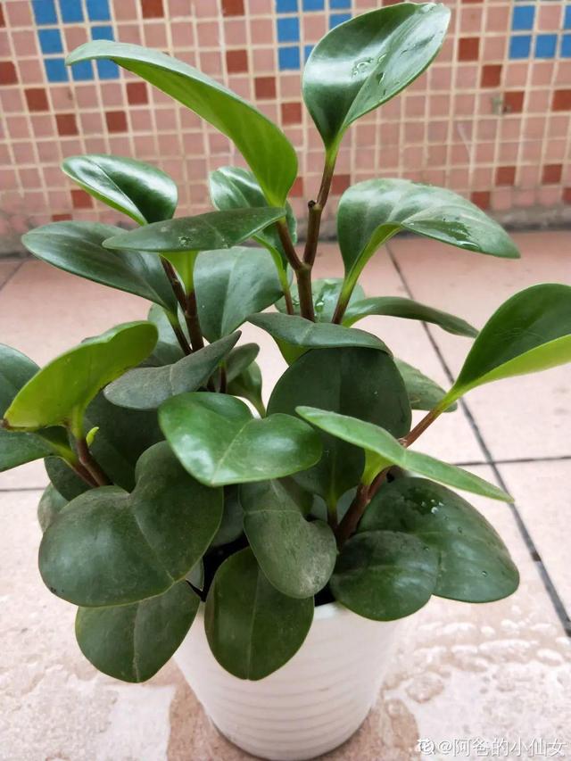 适合卧室养的花，卧室适合养什么花（卧室养4种花）