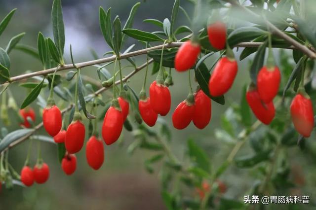 曼陀罗花的图片，曼陀罗花是什么（301味中药材的原植物彩色图谱）