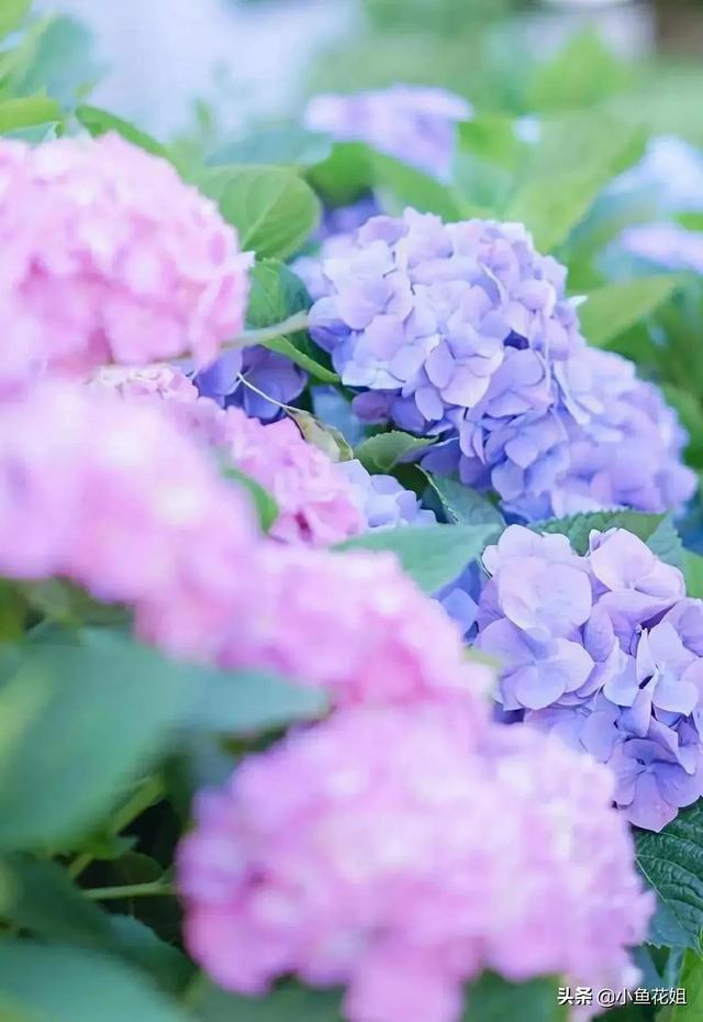 母亲节送什么花，母亲节送什么花最适合（能送给母亲的花不只是康乃馨）