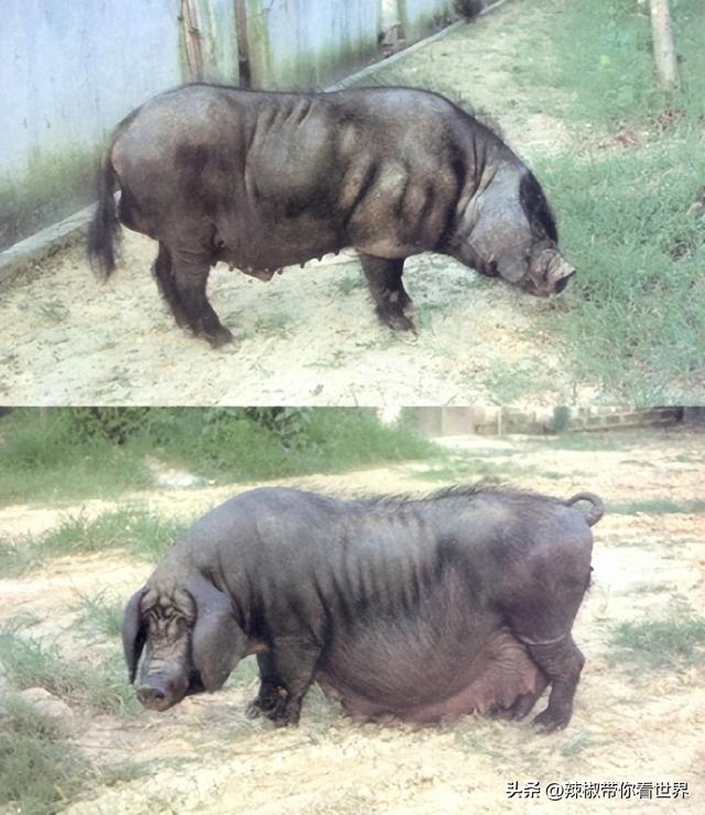 盐城特产介绍，盐城特产（大自然寂静之美造就这里的特色美食）