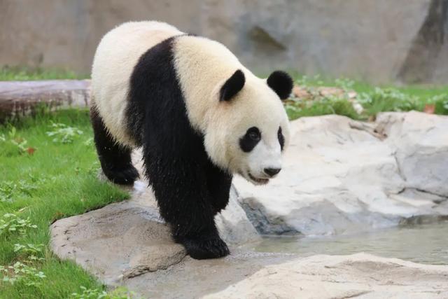 大熊猫为什么喜欢吃竹子，大熊猫为什么喜欢吃竹子和肉（大熊猫为什么每天吃那么多竹子）