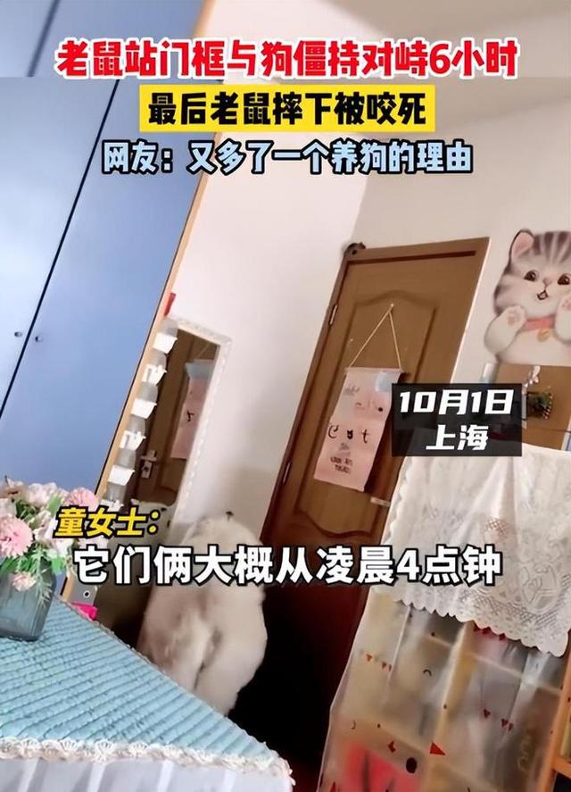 狗和鼠相配婚姻如何，猪和鼠相配婚姻如何 适合在一起吗（上海狗子与老鼠僵持6个小时）