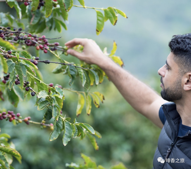 也门在哪里，也门在哪里地图（这简直就是世界咖啡文明的一颗“遗珠”）