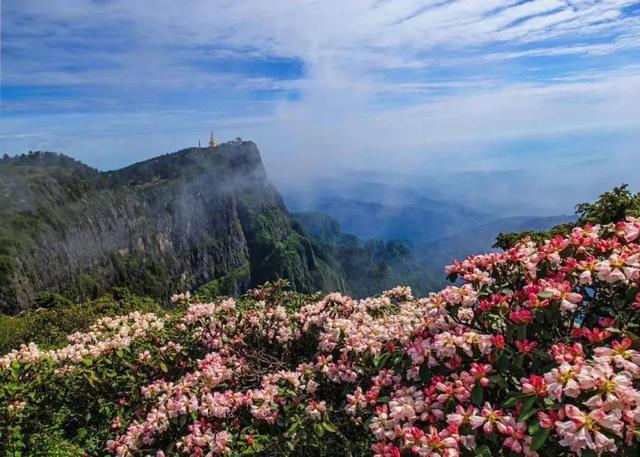 用来比喻爱情的动物，用动物比喻爱情的句子（也该成为四川人的恋爱标配）