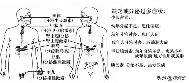 草履虫的结构，草履虫的结构层次模式图（应考技巧丨初中生物识图题常用结构示意图）
