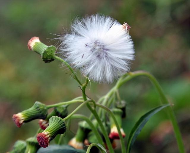 蒲公英图片大全大图，蒲公英图片大全大图植物（蒲公英图片大全大图高清）