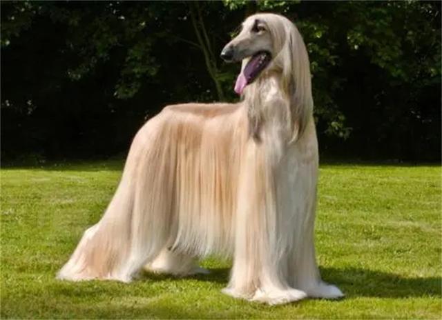 阿富汗猎犬图片,阿富汗犬外貌高贵优雅(阿富汗猎犬图片 价格 幼犬)