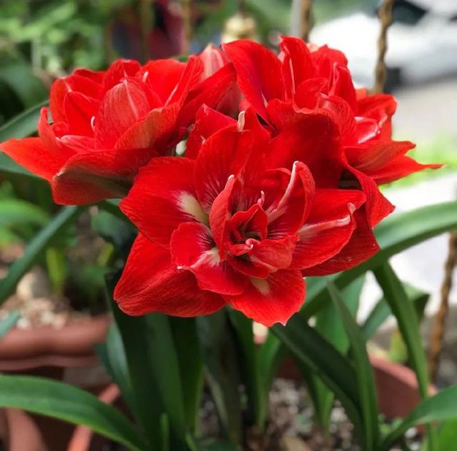 春天开的常见的花，春天开的常见的花图片（超齐全的播种时间表）