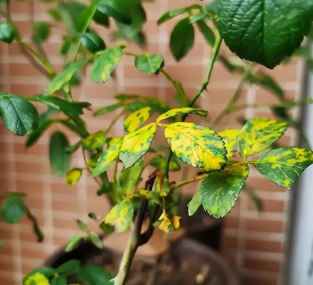 花的叶子发黄是怎么回事，茉莉花的叶子发黄是怎么回事（植物黄叶有七个原因）