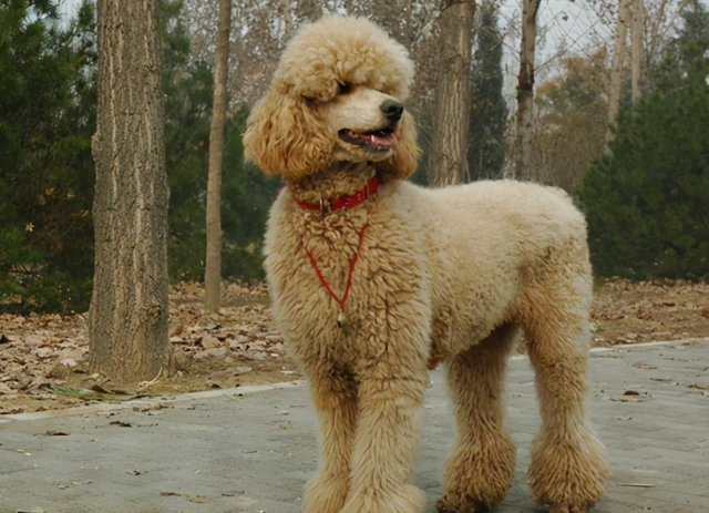 贵宾犬和泰迪的区别，贵宾狗狗图片（养狗火葬场：巨型贵宾犬）
